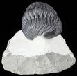 Detailed, Pedinopariops Trilobite - Mrakib, Morocco #55978-2